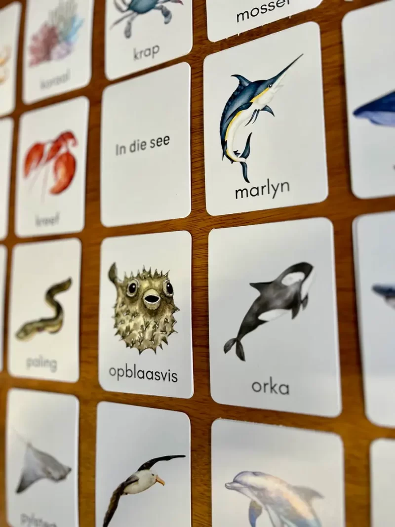 Educational Flash Cards